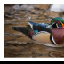 Male Wood Duck on an Icy Spearfish Creek - ID: 15884029 © Deb. Hayes Zimmerman