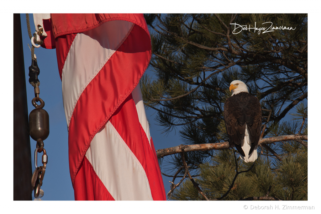 Old Glory and Fred - ID: 15884030 © Deb. Hayes Zimmerman