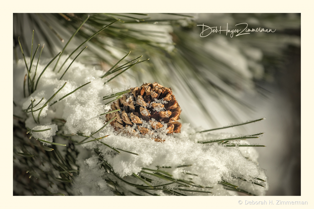 Pinecone in a Sunny Spot - ID: 15884031 © Deb. Hayes Zimmerman