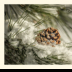 Pinecone in a Sunny Spot - ID: 15884031 © Deb. Hayes Zimmerman