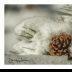 Pinecone Nestled in the Fresh Snow - ID: 15884033 © Deb. Hayes Zimmerman