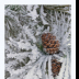 Pinecones Amid the Hoarfrost - ID: 15884034 © Deb. Hayes Zimmerman