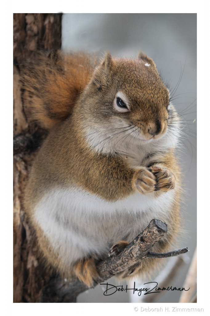 Plotting Squirrel - ID: 15884035 © Deb. Hayes Zimmerman