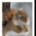 Plotting Squirrel - ID: 15884035 © Deb. Hayes Zimmerman