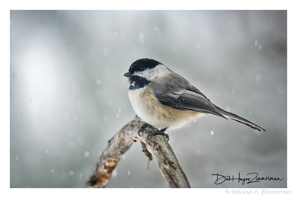 Snowy Lil Birds -Chickadee - ID: 15884039 © Deborah H. Zimmerman