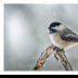 Snowy Lil Birds -Chickadee - ID: 15884039 © Deborah H. Zimmerman