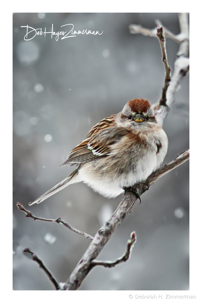 Snowy Lil Birds -Sparrow - ID: 15884041 © Deborah H. Zimmerman