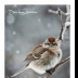 Snowy Lil Birds -Sparrow - ID: 15884041 © Deborah H. Zimmerman