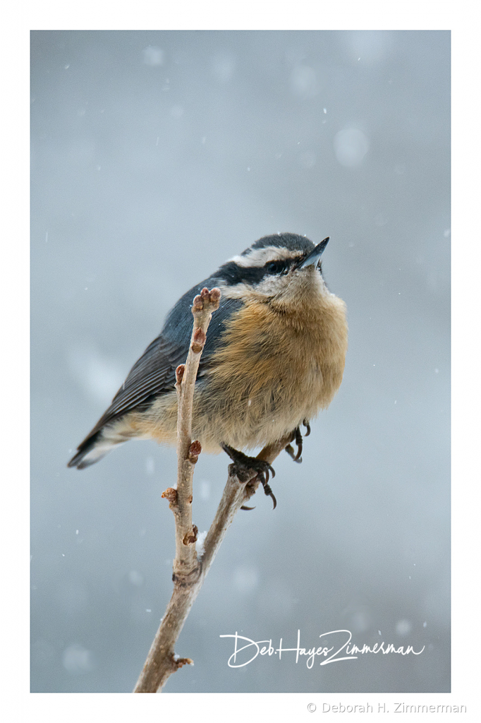 Snowy Lil Birds-Rosy Breasted Nuthatch - ID: 15884042 © Deborah H. Zimmerman