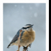 Snowy Lil Birds-Rosy Breasted Nuthatch - ID: 15884042 © Deb. Hayes Zimmerman