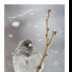 Snowy Lil Birds- Dark Eyed Junco - ID: 15884045 © Deb. Hayes Zimmerman