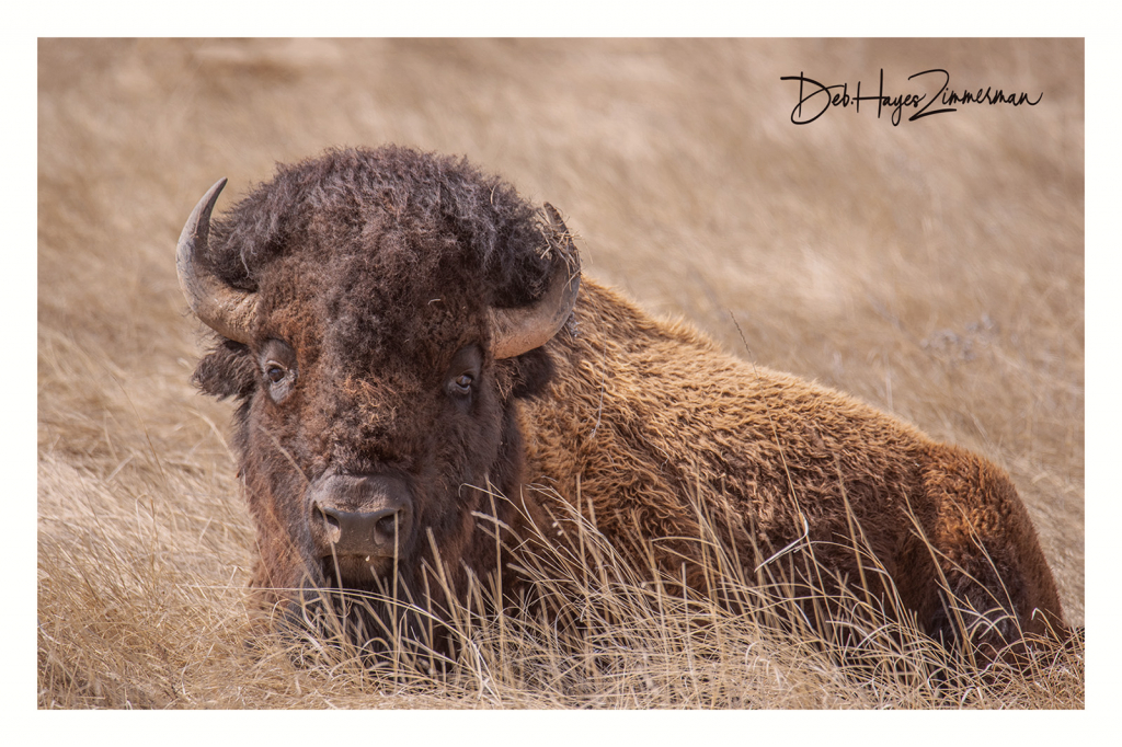 Big Bull at Rest - ID: 15884056 © Deb. Hayes Zimmerman