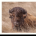 Big Bull at Rest - ID: 15884056 © Deb. Hayes Zimmerman