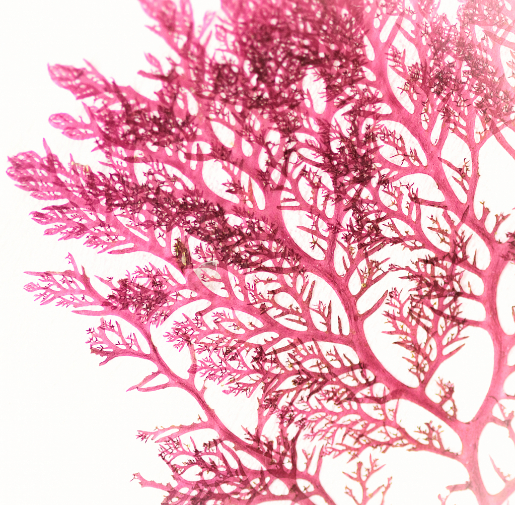 red algae - feine Rotalgen - ID: 15883950 © Sibylle G. Mattern