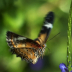 Butterfly in Flight - ID: 15884461 © Deb. Hayes Zimmerman