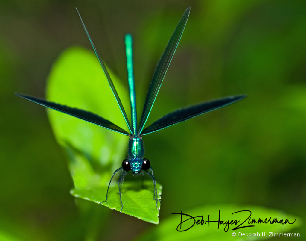 DamselflyCalopteryxmaculataabouttoliftoff - ID: 15884460 © Deb. Hayes Zimmerman