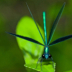 DamselflyCalopteryxmaculataabouttoliftoff - ID: 15884460 © Deb. Hayes Zimmerman