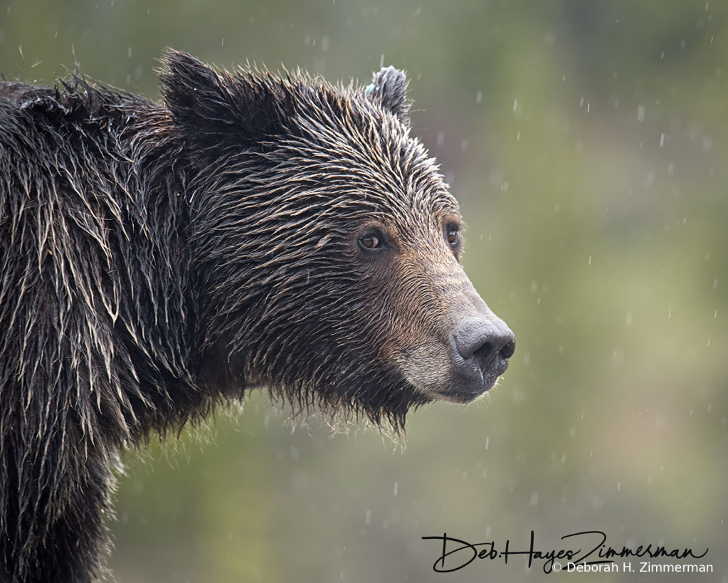 Grizzly Bearing Teton Spring - ID: 15884463 © Deb. Hayes Zimmerman