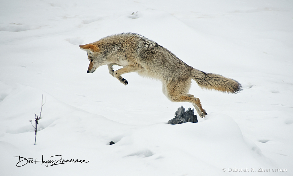 The Leap -coyote series - ID: 15884469 © Deb. Hayes Zimmerman