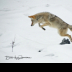 The Leap -coyote series - ID: 15884469 © Deb. Hayes Zimmerman