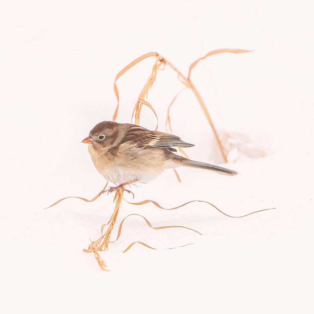 Field Sparrow in the Snow