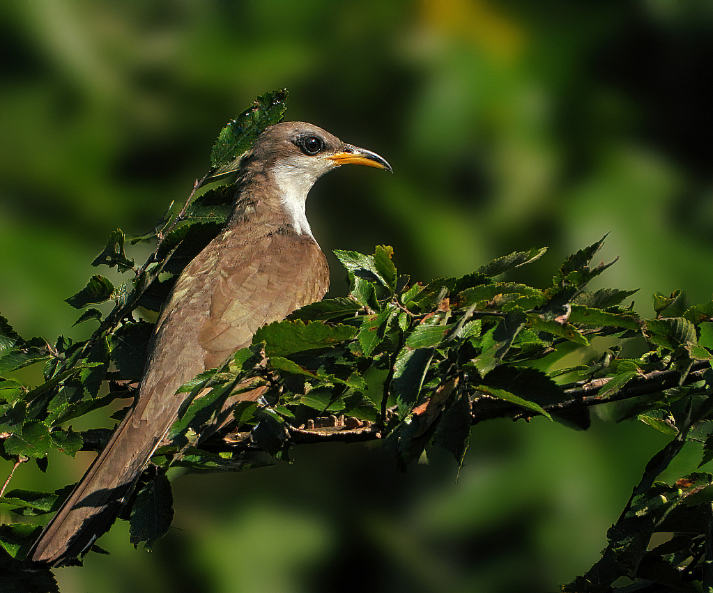 Yellow-Billed Cuckoo - ID: 15884147 © Janet Criswell