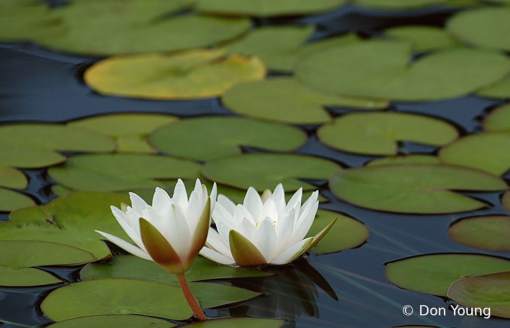 Water Lilies