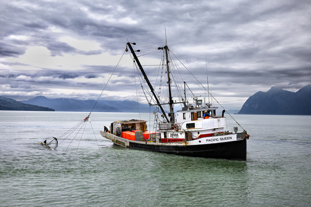 Pacific Queen Shrimper  