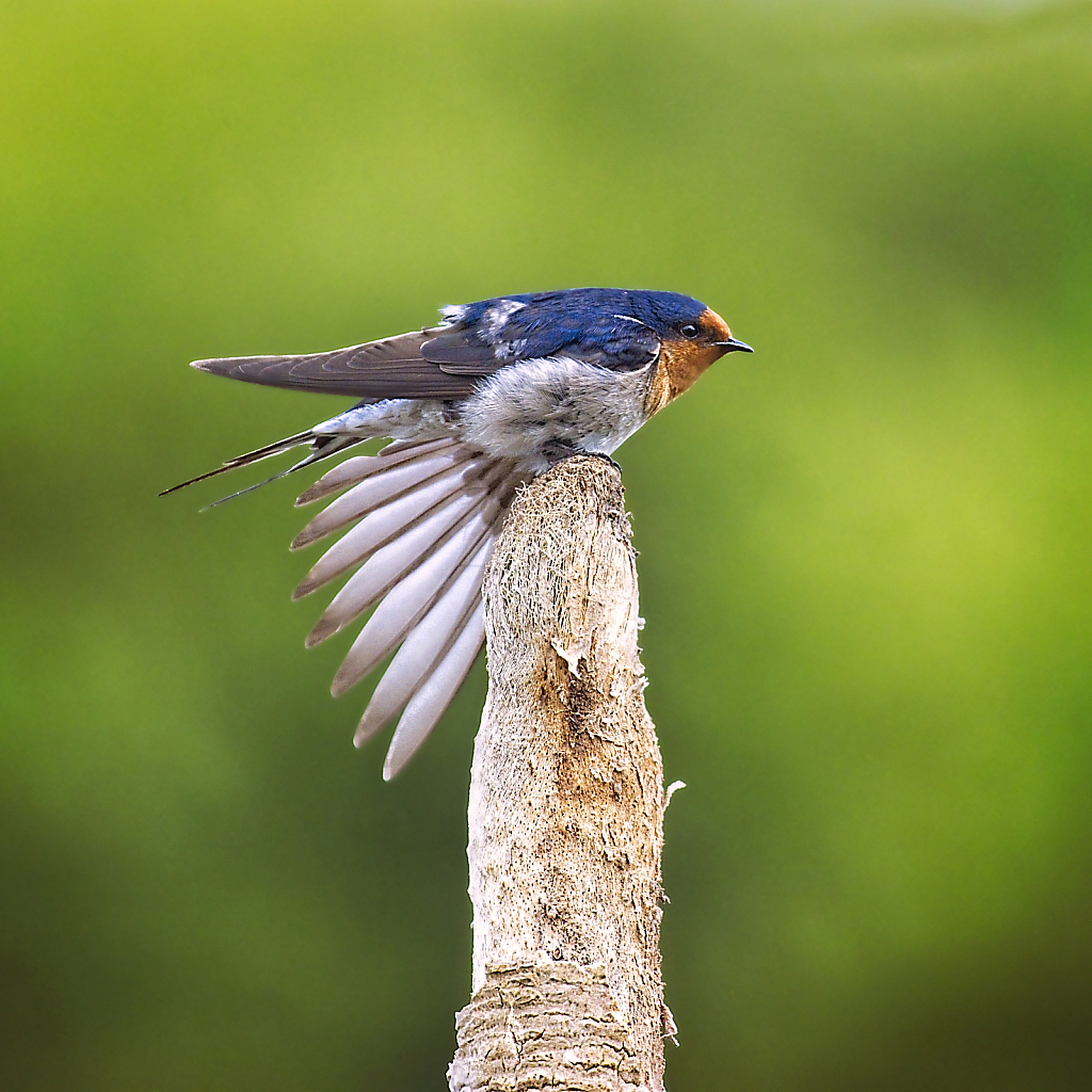 Wing stretch