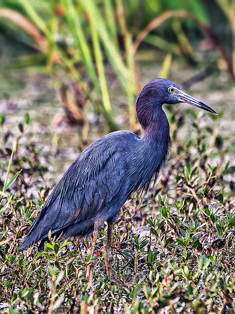 Little Blue Heron - ID: 15884704 © Janet Criswell