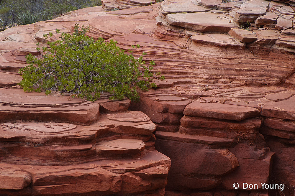 Life On A Rock