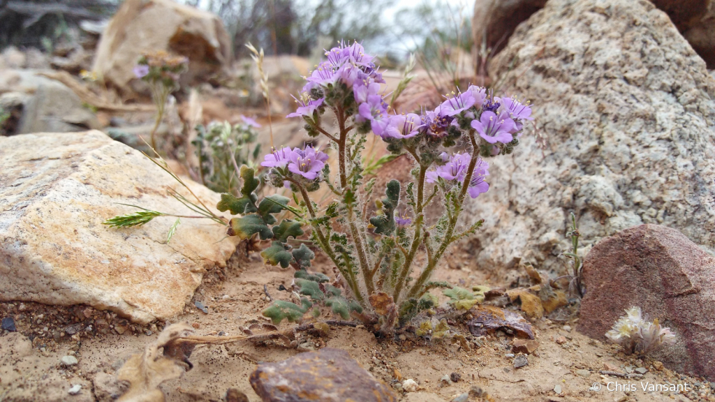 20200310_155805151ScorpionweedBrownMtntrailTucsonA - ID: 15884707 © Chris Vansant