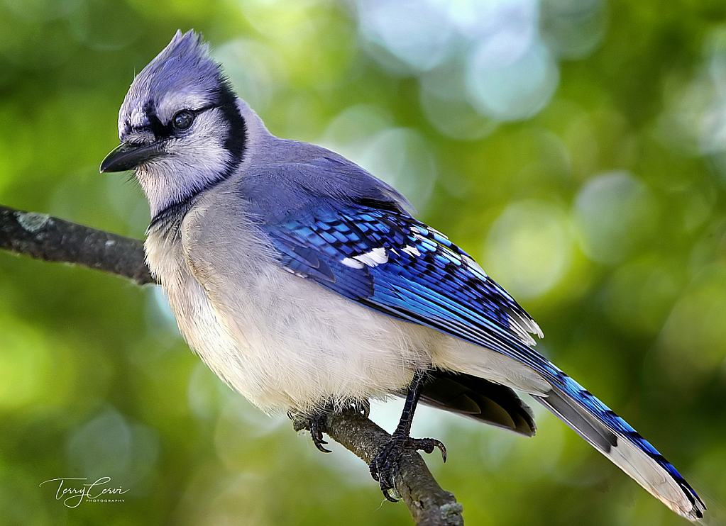 Handsome in Blue