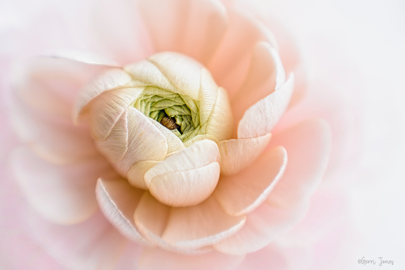  A Cloud of Petals 