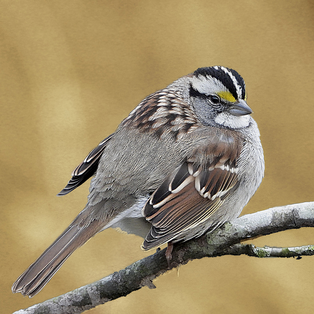 White-throated Sparrow - ID: 15884781 © Janet Criswell