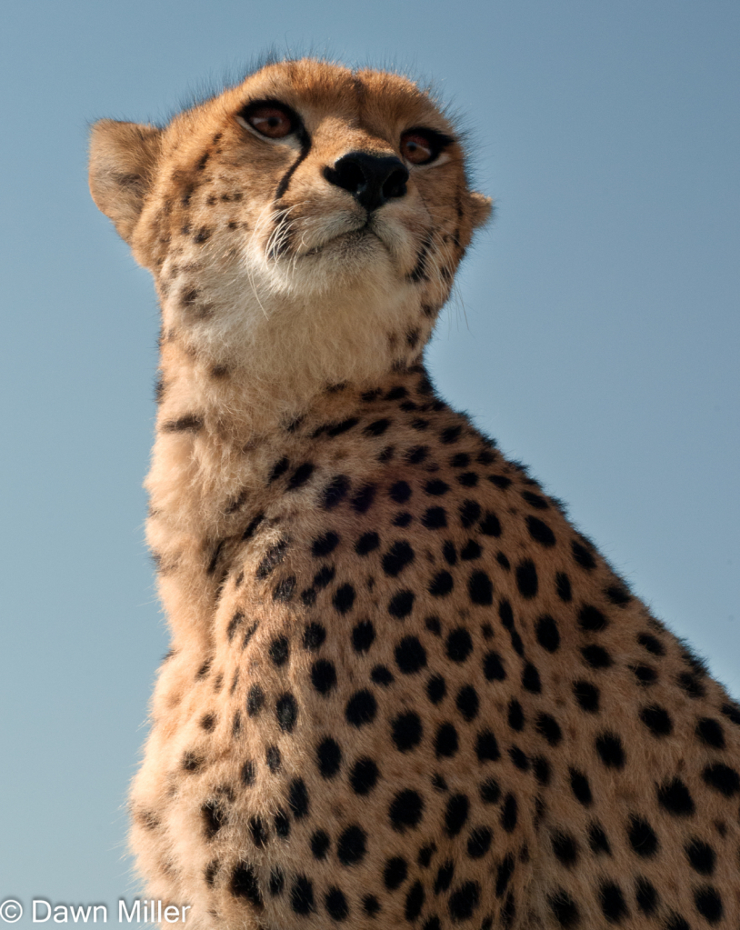 cheetah closeup - ID: 15884960 © Dawn Miller