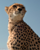 cheetah closeup