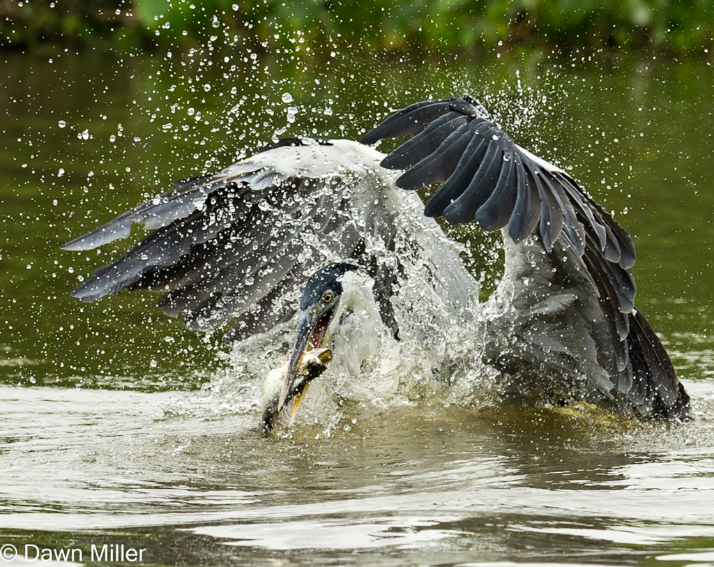 heron in brazil - ID: 15884961 © Dawn Miller