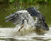 heron in brazil