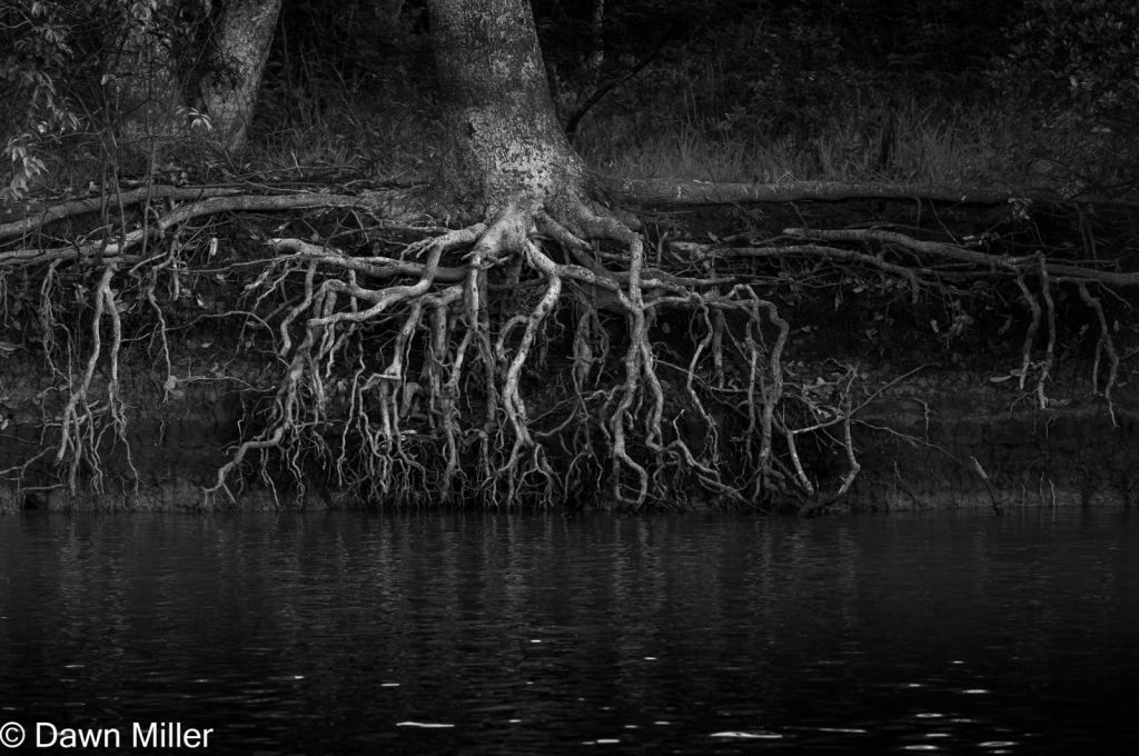 tree roots, brazil