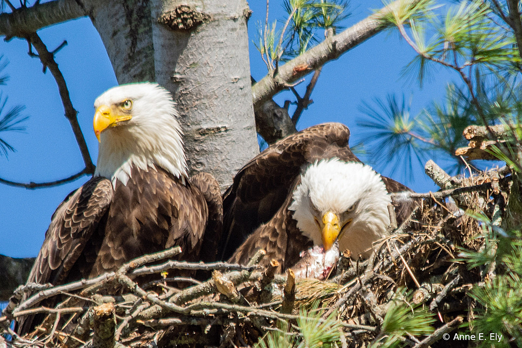 Bald eagle pair - ID: 15884987 © Anne E. Ely