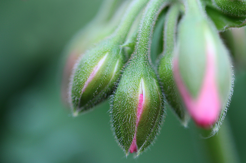 Geranium Buds