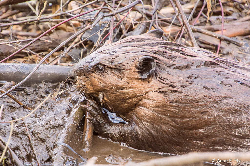Beaver working on dam - ID: 15884992 © Anne E. Ely