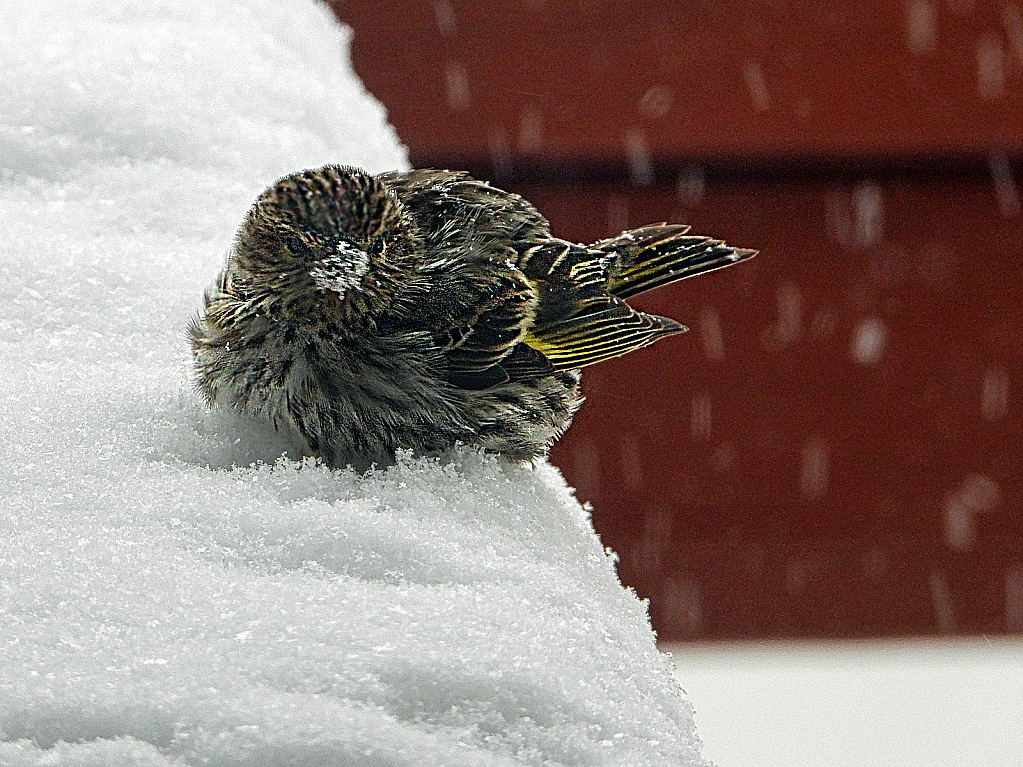 Siskin in the Snow - ID: 15884921 © Janet Criswell