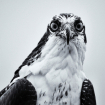 The Stare