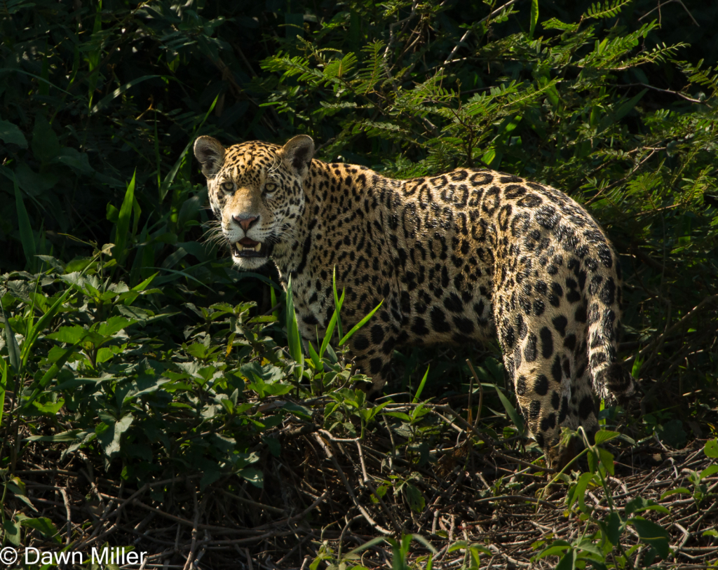 jaguar, brazil - ID: 15884955 © Dawn Miller