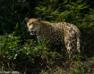 jaguar, brazil