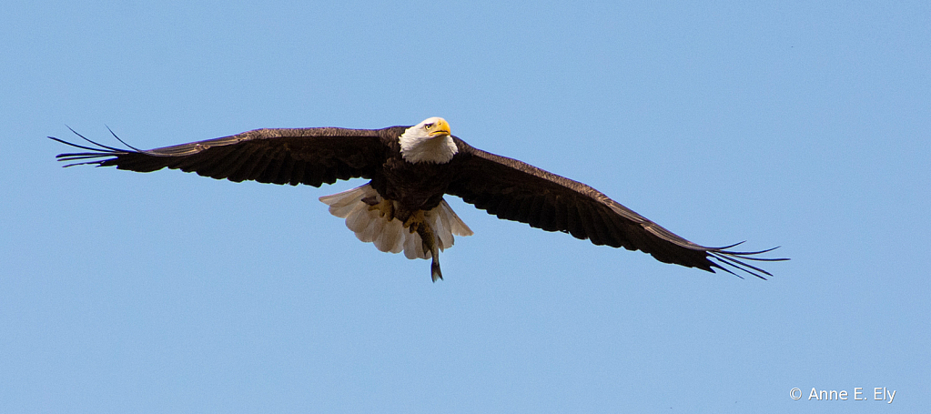 Bald eagle with fish - ID: 15885099 © Anne E. Ely