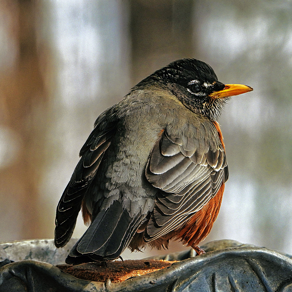 American Robin - ID: 15885102 © Janet Criswell