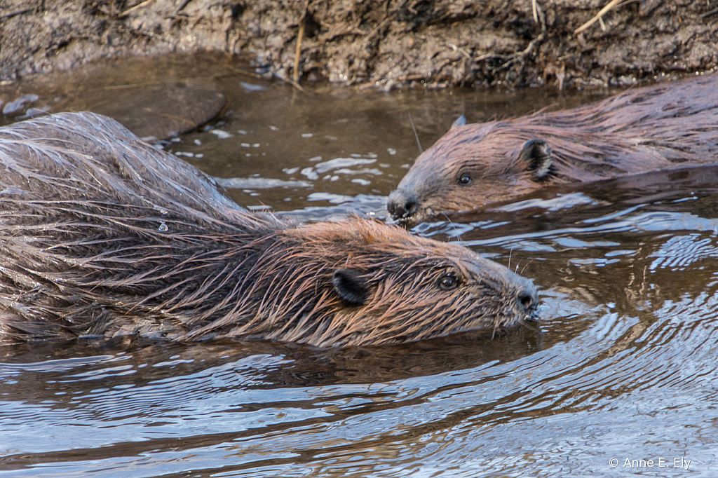 Beavers - ID: 15885107 © Anne E. Ely